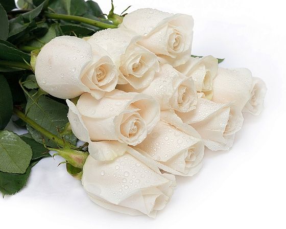 Роза Венделла