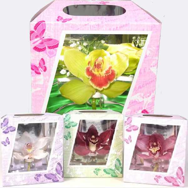 Орхидея в с бабочками