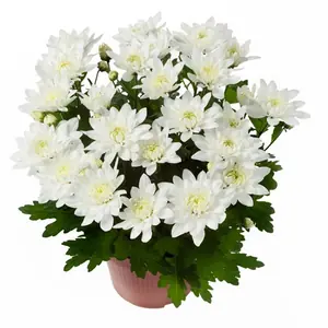 Хризантема Белая