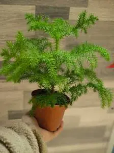 Араукария Хетерофилла