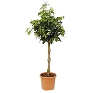 Шеффлера переплетенная