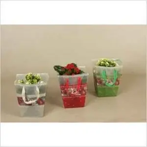 Каланхое Каландива Микс в новогодней сумке