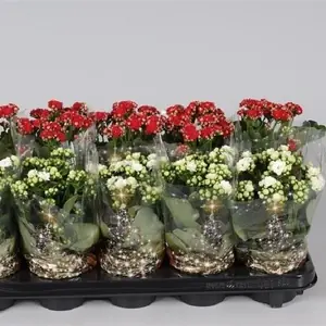 Каланхое Каландива Новогодний Микс