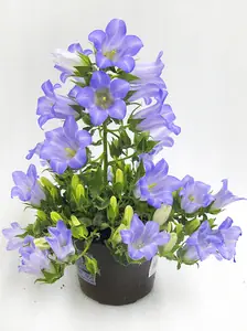 Кампанула Мэри Ми Синяя