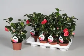 Камелия Японская Леди Кэмпбелл