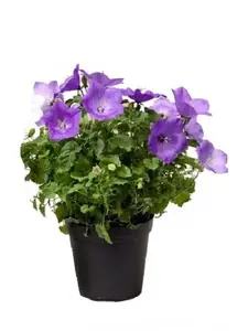 Кампанула Карпатика синяя