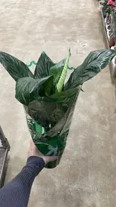 Спатифиллум Свит Джино