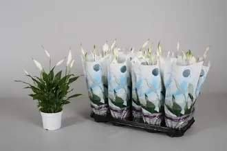 Спатифиллум Беллини