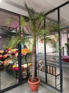 Финик Робелини