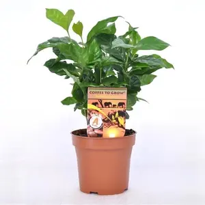 Кофе Арабика
