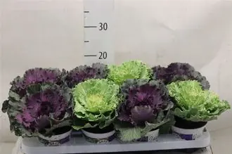 Брассика
