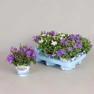 Кампанула Синяя
