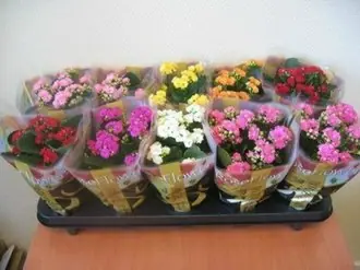 Каланхое Каландива Микс