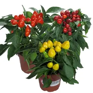 Перец декоративный Микс
