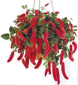 Акалифа