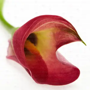 Калла