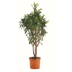 Драцена Рефлекса Шри Ланка