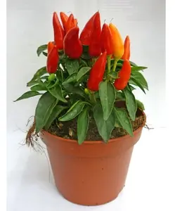 Капсикум микс