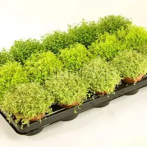 Солейролия Микс