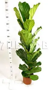 Фикус Лирата