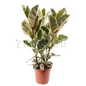 Фикус Эластика Тинеке