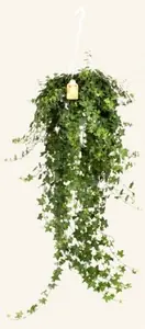 Хедера Хеликс Питтсбург