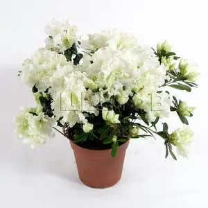 Азалия Индика Белая H70