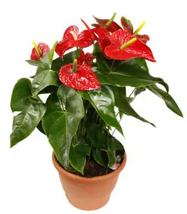 Антуриум Андрианум