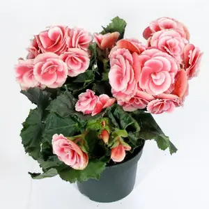Бегония Элатиор Бориас