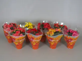 Бегония Элатиор Микс