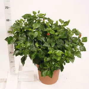 Гибискус Микс H70