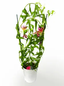 Глориоза