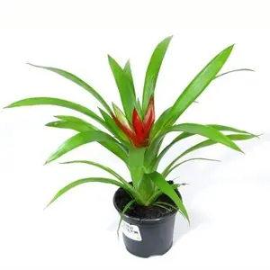 Гузмания Минор Рондо