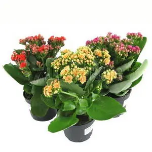 Каланхое Каландива Микс