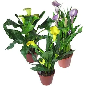 Калла Микс