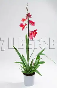 Камбрия Нелли Ислер 1 ст