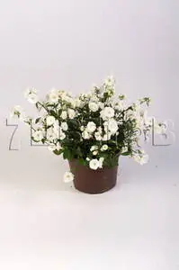 Кампанула Вайт Бали