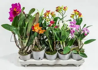 Каттлея микс 1 ст