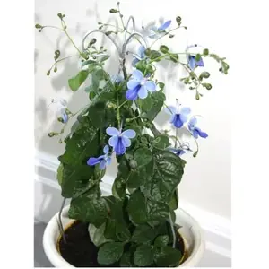 Клеродендрон угандийский
