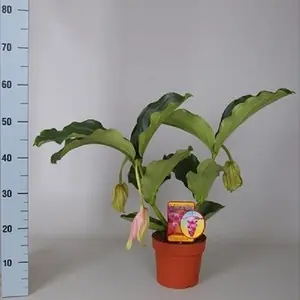 Мединилла Магнифика H60