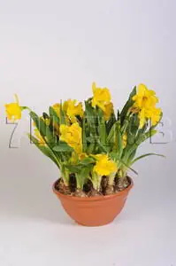 Нарцисс Голд Медаль H25
