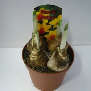 Нарцисс микс