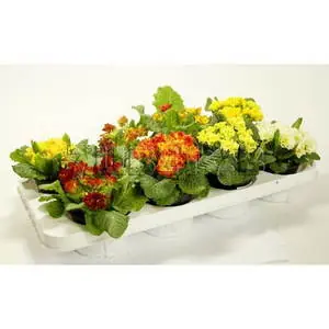 Примула Акаулис махровая