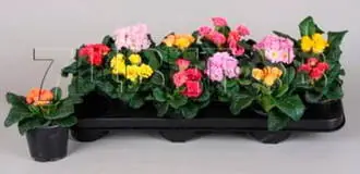 Примула Акаулис Розанна