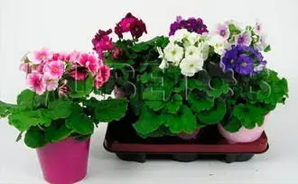 Примула Обконика микс в керамике