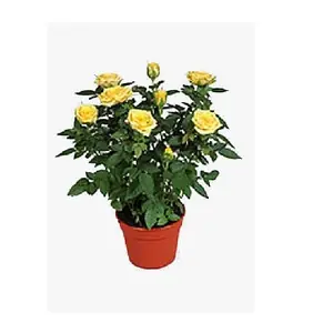 Роза Кордана желтая Аполло