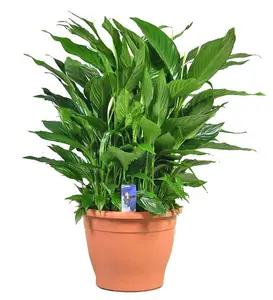 Спатифиллум Клаудиус
