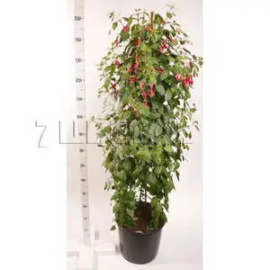 Фуксия микс пирамида H150