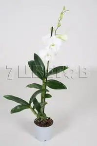 White Surprise