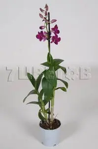 Purple Beauty